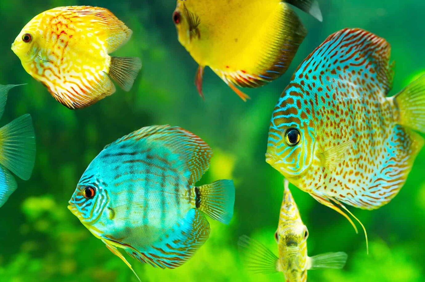Discus Fish Community Local control? - ESPHome - Home Assistant Community